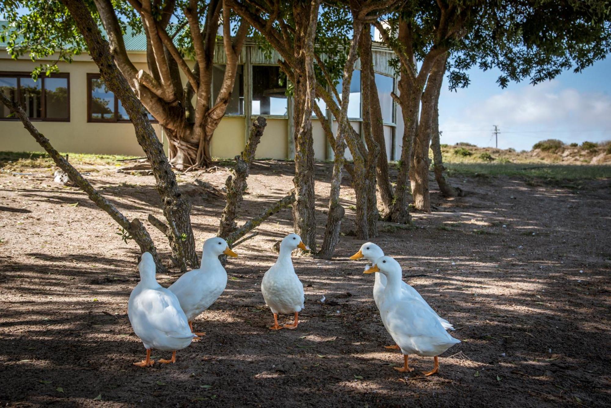 Bed and Breakfast Grootvlei Guest Farm Lambertʼs Bay Exterior foto